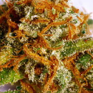 Golden Pineapple Cannabis Strain UK