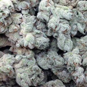 White Kush Cannabis Strain