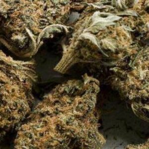 Aceh Cannabis Strain UK