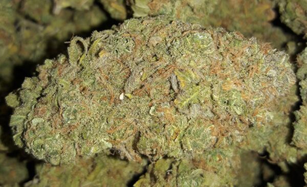 Clementine Cannabis Strain UK